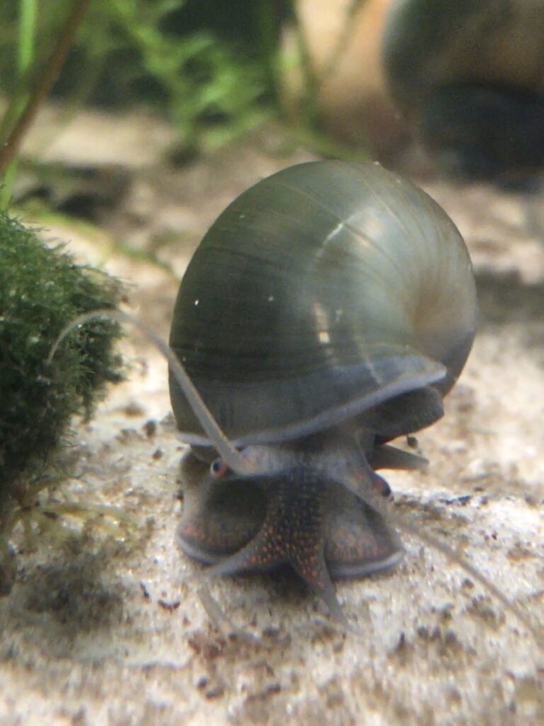 Jade Mystery Snail 2