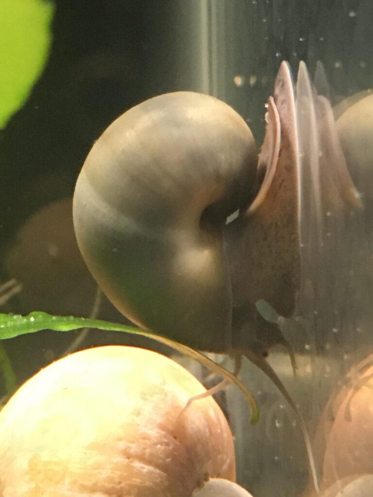 Mystery Snail