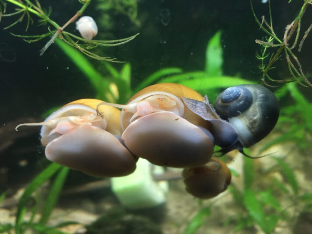 mystery snail 3 colors