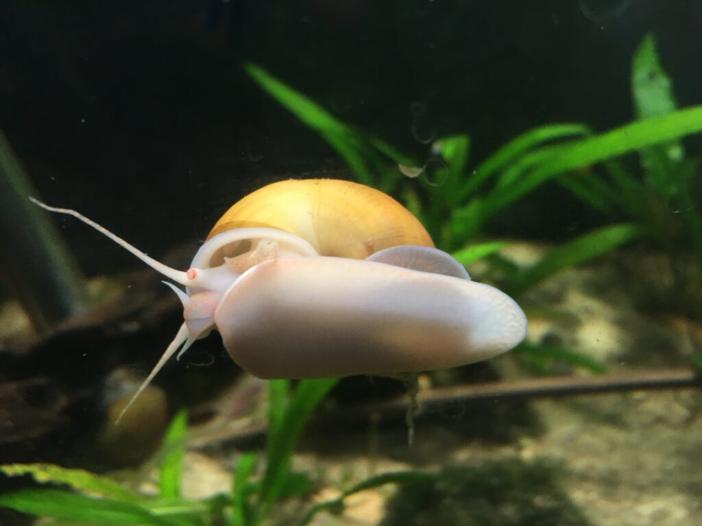 Gold Mystery Snail