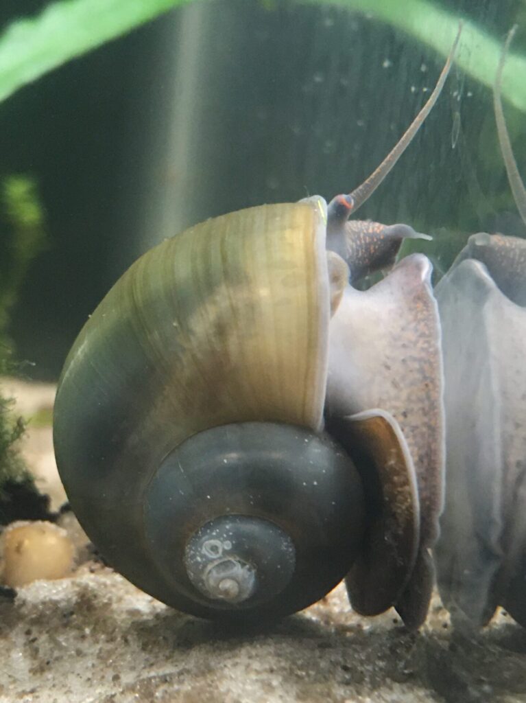 Jade Mystery Snail